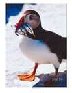 Puffin photo poster
