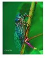 Cicada photo teaching poster