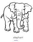 Elephant coloring printable.