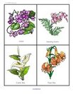 Flowers theme flashcards, 16 different types of flowers.