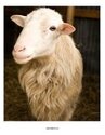 Sheep photo poster