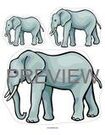 Elephants order by size preschool activity