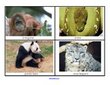Zoo animals - 20 large photo flashcards