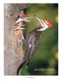 Woodpecker photo poster