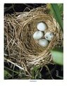 Bird's nest photo poster
