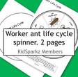 Worker ant life cycle, spinner plus cover/top. 