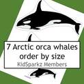 Orca whales order by size activity.