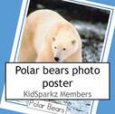 Polar bear photo poster