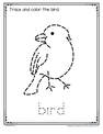 ​Bird trace and color printable.