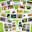 Set of insects photo flashcards - 7 pages.
