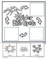 Spiders' life cycle cut and paste activity.