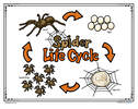 Spiders' life cycle poster in color