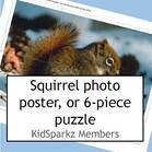 Squirrels poster or 6 piece puzzle. - KidSparkz