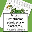 Watermelon - parts of the plant, labeled.  Draw a plant.  Second page has 6 plant part cards.  2 pages  Members
