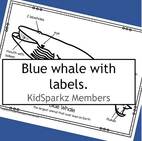 Blue whale with labels