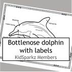 Dolphin with labels