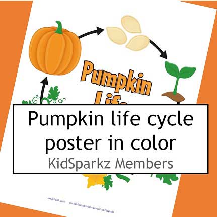 Pumpkin life cycle poster in color. 
